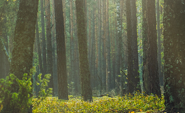 Nos initiatives environnementales